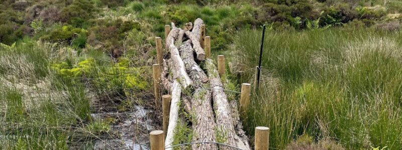 A leaky dam made from logs.